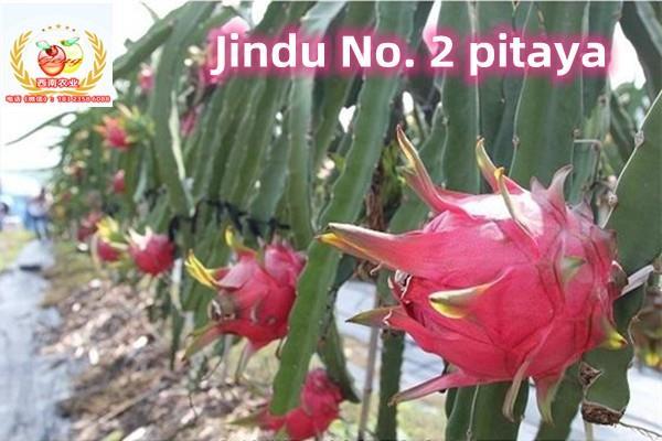 金都2号火龙果苗，Jindu No. 2 pitaya，Jindu No. 2 Fire Dragon Seedling
