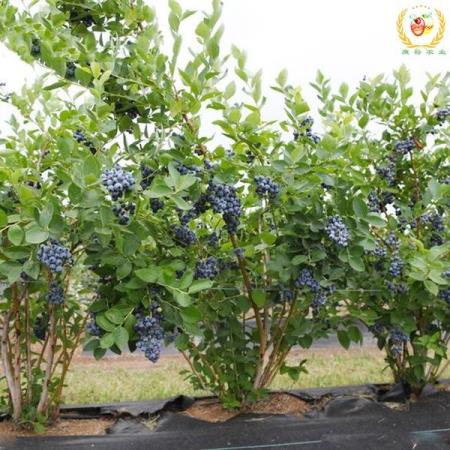莱格西蓝莓苗;莱格西莓特点及种植优势