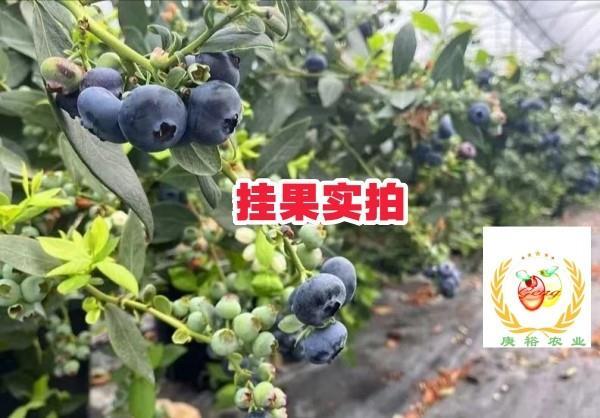 新品种蓝莓苗，蓝莓苗，新品种蓝莓简介