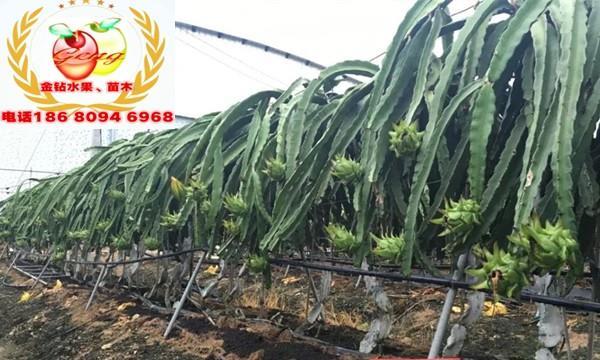 台湾大红二号火龙果苗发往山东种植成功。山东适合种植火龙果吗？