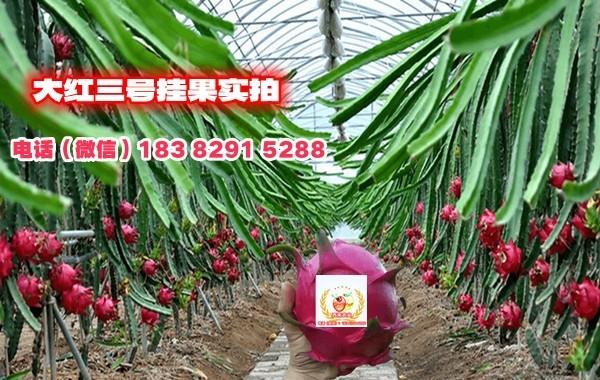大红三号火龙果苗，台湾大红二号火龙果苗－改良品